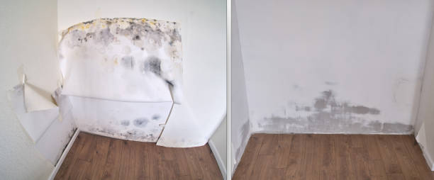 Mold Removal Process